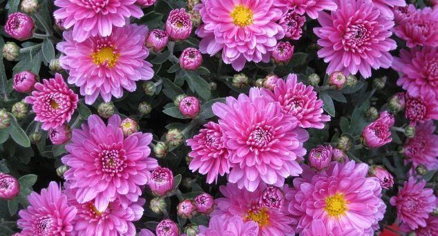 Horoscopul florilor. Ce flori e bine să ai acasă și la birou, în funcție de zodie