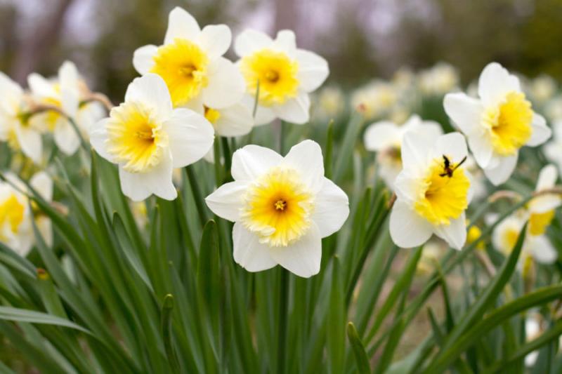 Horoscopul florilor. Ce flori e bine să ai acasă și la birou, în funcție de zodie