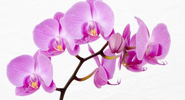 Horoscopul florilor. Ce flori e bine să ai acasă și la birou, în funcție de zodie