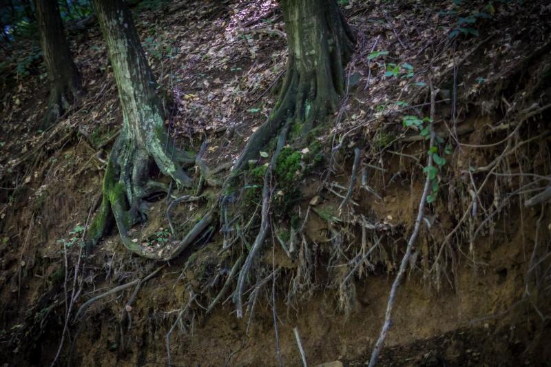 Spune-mi ce vezi ca să-ți spun ce fel de om ești! Primul lucru pe care îl identifici în imagine spune multe despre caracterul tău