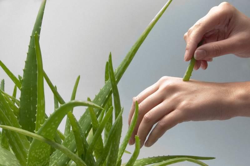 5 plante medicinale pe care să le ai în casă. Le poți cultiva în ghiveci, pe balcon