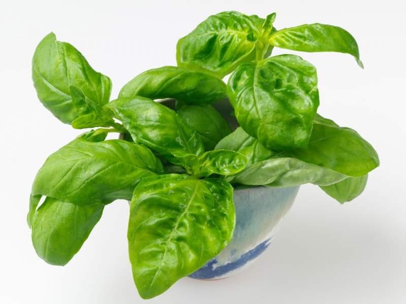 5 plante medicinale pe care să le ai în casă. Le poți cultiva în ghiveci, pe balcon