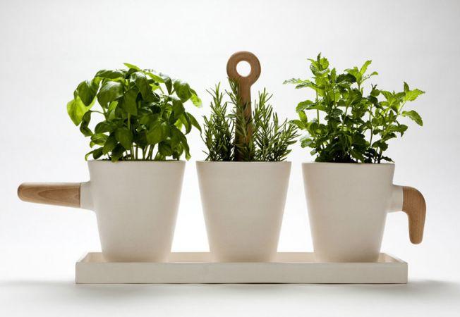 5 plante medicinale pe care să le ai în casă. Le poți cultiva în ghiveci, pe balcon