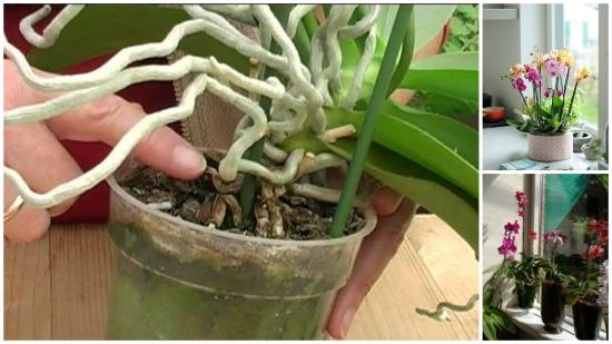 Când trebuie să schimbi ghiveciul la orhidee și la alte plante de apartament