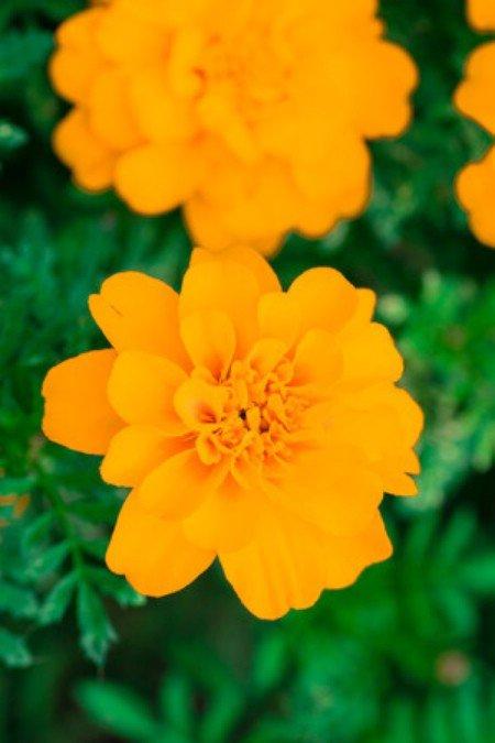 Ce plante de grădină alungă țânțarii în mod natural. Tu le ai?