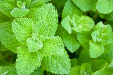 Ce plante de grădină alungă țânțarii în mod natural. Tu le ai?