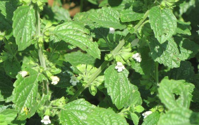 Ce plante de grădină alungă țânțarii în mod natural. Tu le ai?