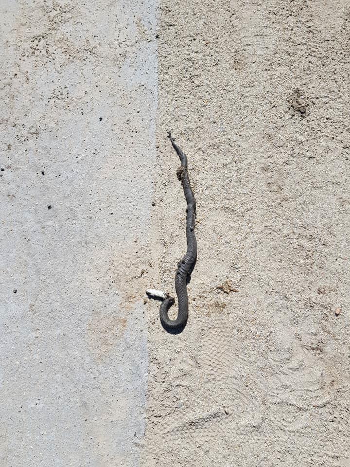 Panică în Militari Residence! Bucureștenii, terifiați de o apariție înspăimântătoare. „E musai să îl omorâm!” – Foto