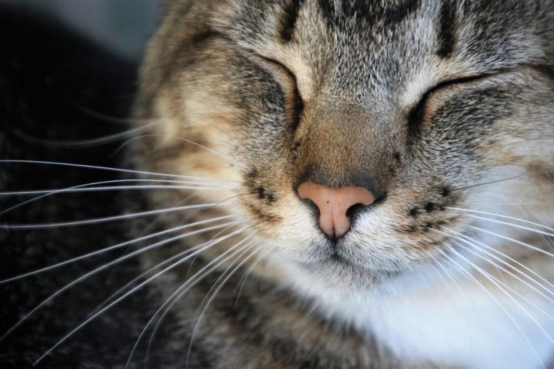 Decizie scandaloasă: Milioane de pisici sunt ucise printr-o metodă barbară pentru a proteja alte specii!