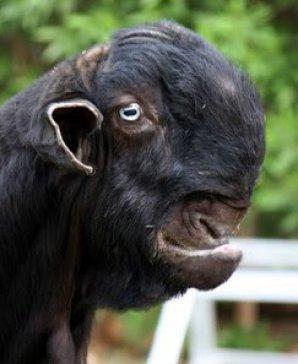 Animalul înfricoșăor care a înspăimântat internetul! Ce secrete ascunde această creatură