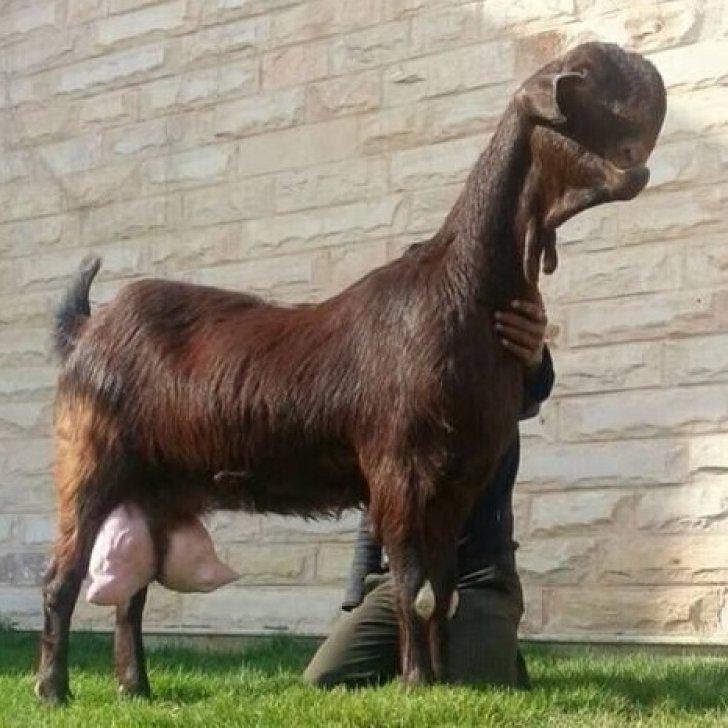 Animalul înfricoșăor care a înspăimântat internetul! Ce secrete ascunde această creatură