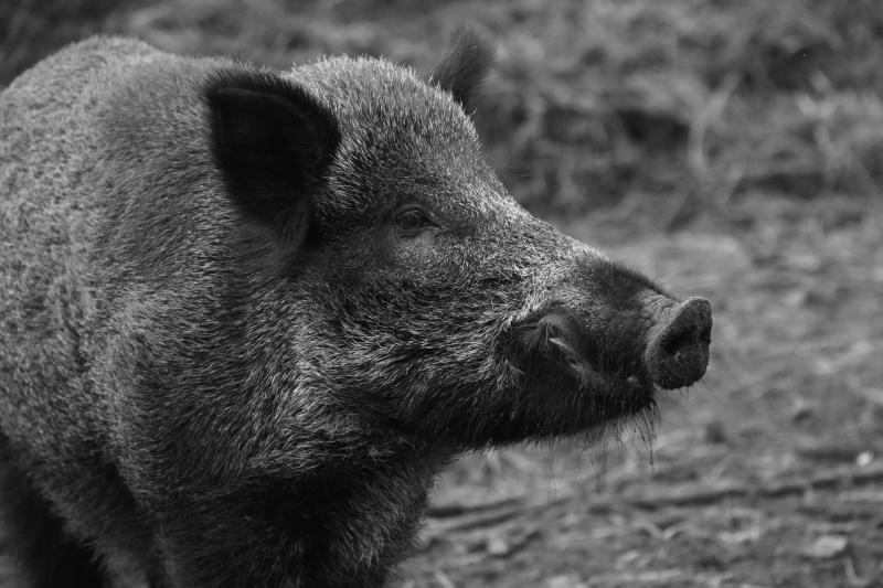 Pesta porcină evoluează în prezent în 77 de localități! Toate animalele suspecte trebuie sacrificate şi neutralizate