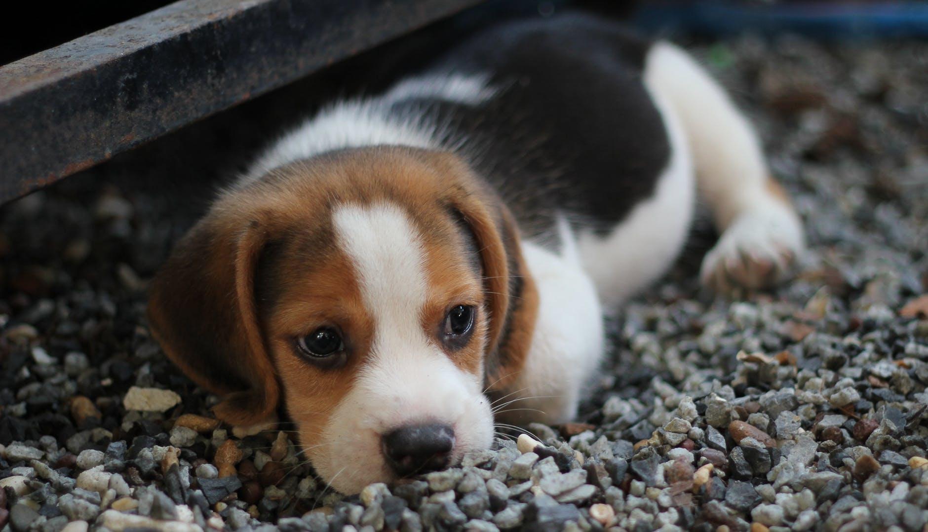 Beagle Cel Mai Sociabil Caine Ingrijire și Trăsături De