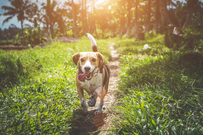 Beagle, cel mai sociabil câine: îngrijire și trăsături de personalitate