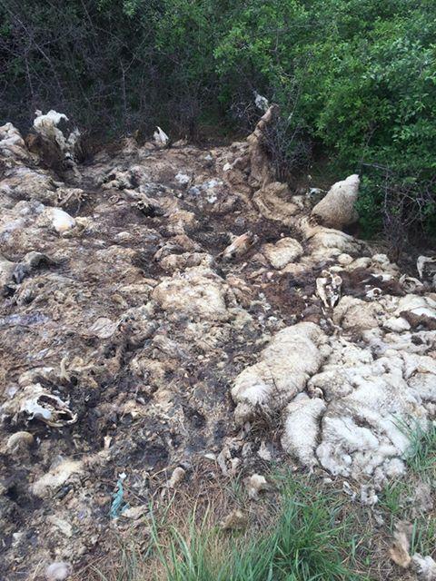 Turmă de oi în putrefacție, chiar la marginea orașului Alba Iulia. Câinele, legat cu lanț, a supraviețuit mâncând din leșuri