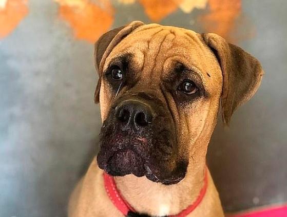 O cățelușă a mers 200 de kilometri, ca să se întoarcă la stăpâna care a părăsit-o! „Avea lacrimi în ochi și lăbuțele rănite” - Foto