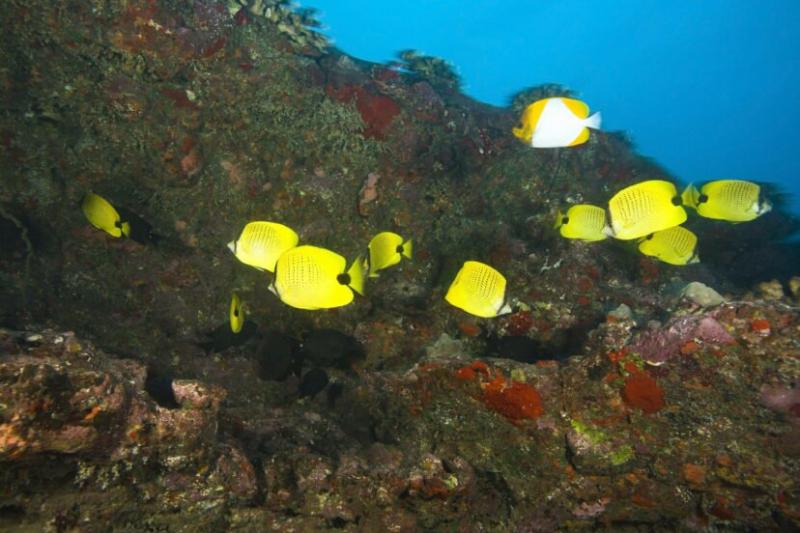 Pentru prima dată în istorie numărul animalelor amenințate cu dispariția este de peste 100.000 de specii