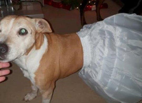 Și-a cumpărat o fustă de pe Internet, dar a avut un șoc când a încercat s-o probeze: „Pe site scrie că e pentru femei!”