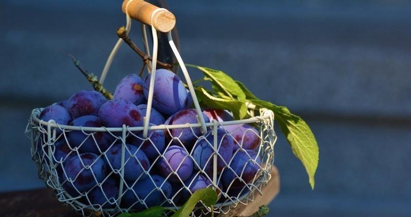 Dieta cu prune. Cura rapidă de trei zile. Meniu și cum se ține