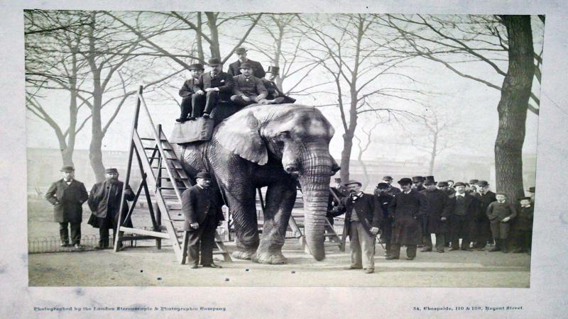Elefantul Jumbo, care a inspirat povestea „Dumbo”, era un superstar alcoolic! A fost hrănit cu pâine de Regina Victoria și l-a adorat o țară întreagă, dar a sfârșit tragic. „Capul său maiestuos sângera”