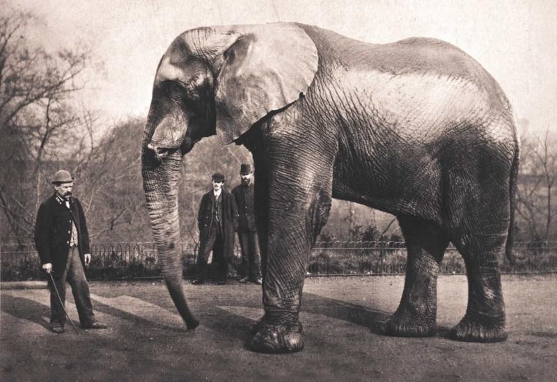 Elefantul Jumbo, care a inspirat povestea „Dumbo”, era un superstar alcoolic! A fost hrănit cu pâine de Regina Victoria și l-a adorat o țară întreagă, dar a sfârșit tragic. „Capul său maiestuos sângera”