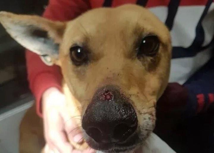 Un câine a fost împușcat în față pentru a-și proteja familia de un atacator