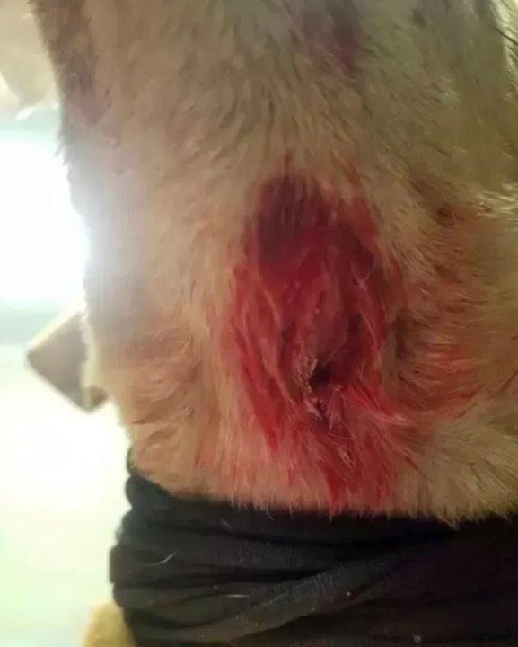 Un câine a fost împușcat în față pentru a-și proteja familia de un atacator
