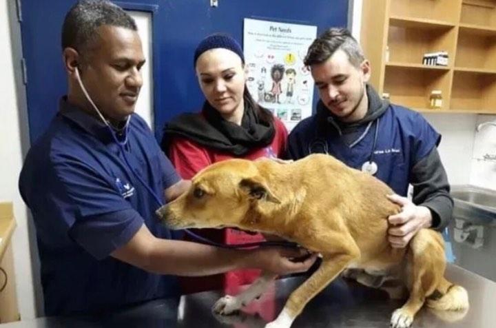 Un câine a fost împușcat în față pentru a-și proteja familia de un atacator