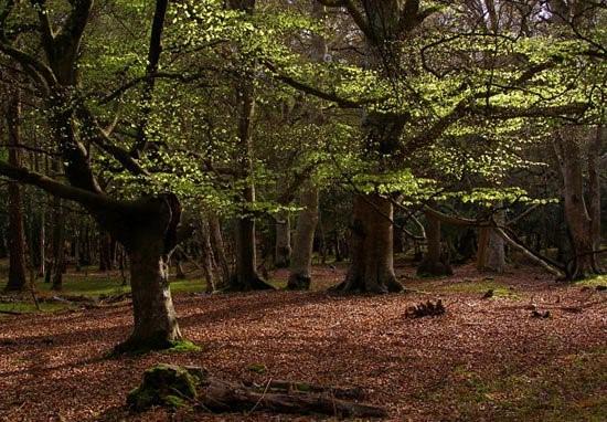 Iluzie optică: Ce vezi în această imagine spune multe despre personalitatea ta