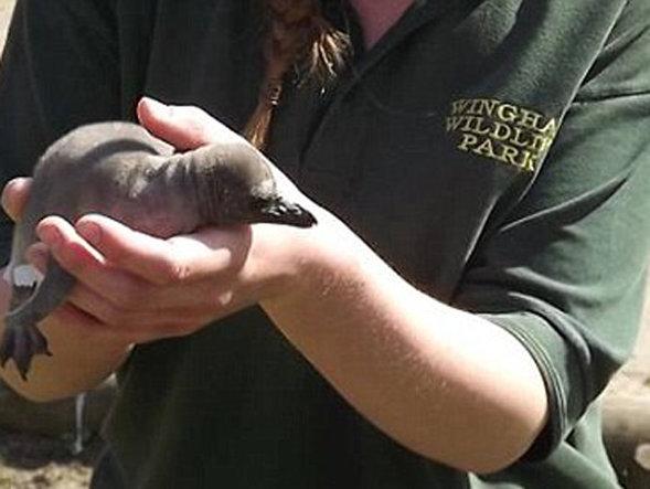 Doi pinguini "gay" de la Grădina Zoologică din Berlin au adoptat un ou abandonat - FOTO