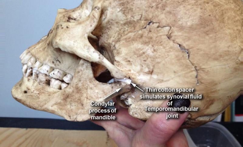 Artist criminalist FBI reconstuie chipuri umane din rămășițe osoase! Ce se ascunde în spatele rezolvării unor cazuri de criminalitate!