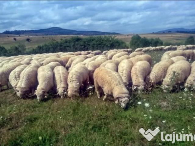 Galuste Cu Prune Fara Cartofi Recipe Dessert Recipes Food Cooking Recipes