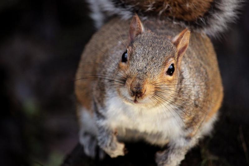 Cum își amintesc veverițele unde și-au îngropat nucile