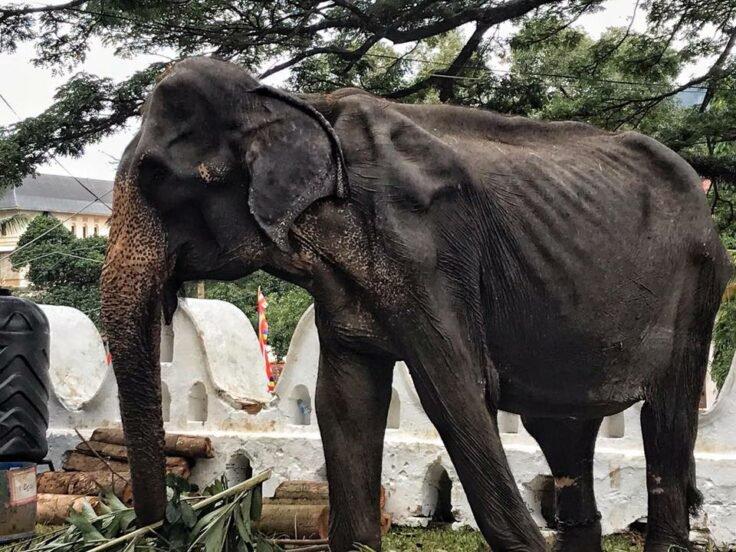 FOTO - Fotografii devastatoare au apărut pe internet arătând un elefant într-o stare deplorabilă obligat să participe la Festivalul Perahera din Sri Lanka din acest an