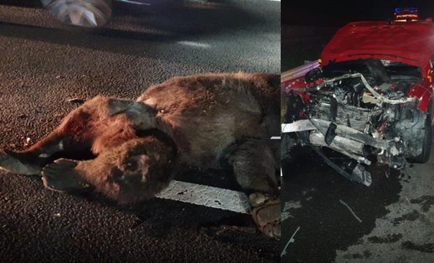 Scene de groază la Sibiu: urs lovit de patru mașini! Doi copii au făcut atac de panică