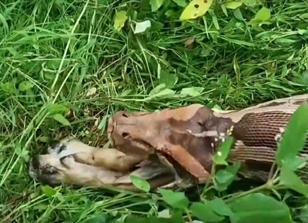 Scene surprinzătoare filmate într-o pădure din India. Un piton a fost surprins regurgitând un câine întreg | VIDEO