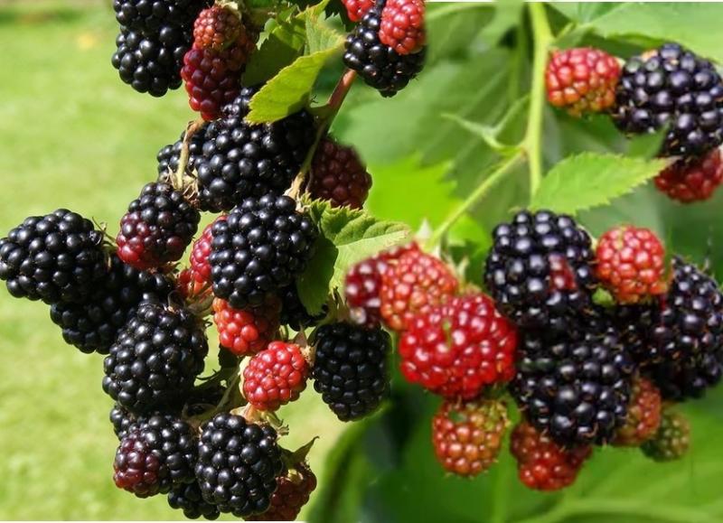 Murele și importanța lor asupra sănătății organismului. Rețete culinare cu mure.