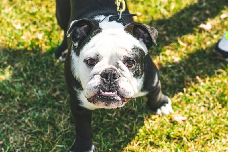 Căldura afectează animalele! Cum să-ți protejezi câinele pe perioada de caniculă!