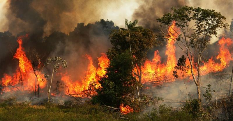 Imagini pentru Arde pădurea Amazonului