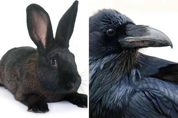 Iluzia optică ce a împărțit internetul în două! Tu ce vezi? Un iepure sau o cioară? Video