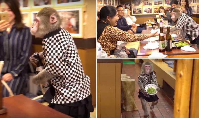 E real! Maimuțele au mai mult chef de treabă decât angajații! Un restaurant din Japonia a angajat maimuțe care servesc la masă!