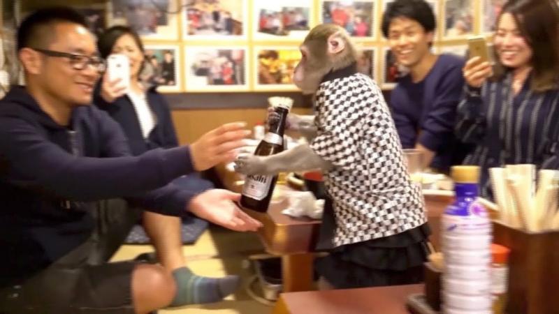 E real! Maimuțele au mai mult chef de treabă decât angajații! Un restaurant din Japonia a angajat maimuțe care servesc la masă!
