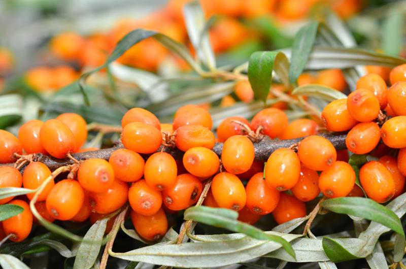 Cum plantezi și cum îngrijești cătina, planta numită ginseng românesc