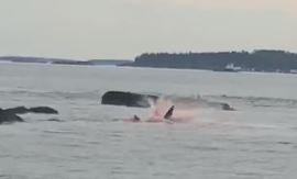 Scene terifiante cu rechinul Marele Alb care își devorează prada într-o baltă de sânge, capturate de turiști - VIDEO