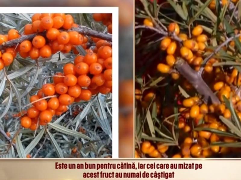 Cătina, leacul minune pentru o imunitate de fier. La ce te ajută o cură cu fructe de cătină