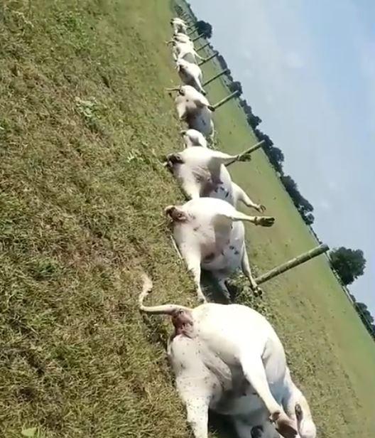 VIDEO | Un fermier a găsit 15 vaci ucise de un fulger pe un câmp! Acestea erau aliniate lângă un gard: „Fiecare vacă avea arsuri pe stomac, arătând cât de puternică era tensiunea”
