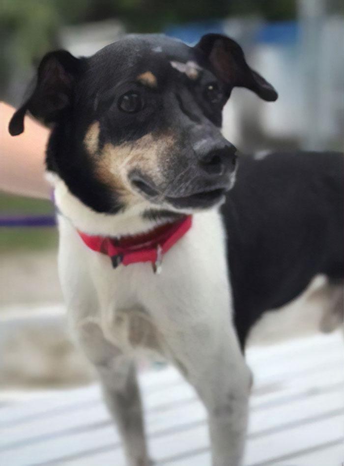 Imagini emoționante! Ai curaj să nu plângi? Un cățel s-a sacrificat pentru a-și salva familia de la moarte