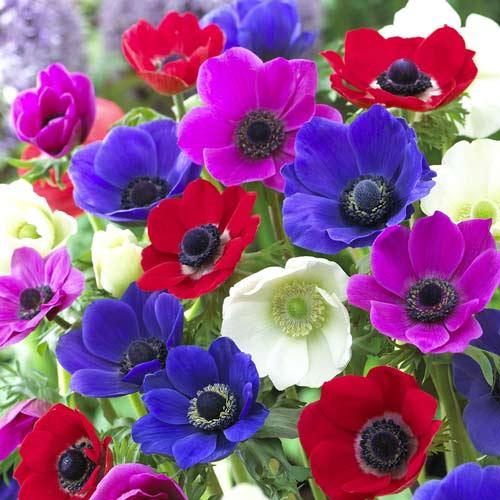 Amenajarea grădinii: ce flori înfloresc toamna și cum le îngrijești