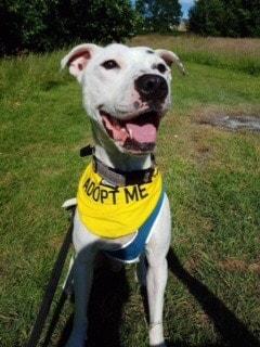 A fost nevoit să mănânce cioburi și baterii ca să supraviețuiască! Acum Walter este un cățel sănătos și plin de viață