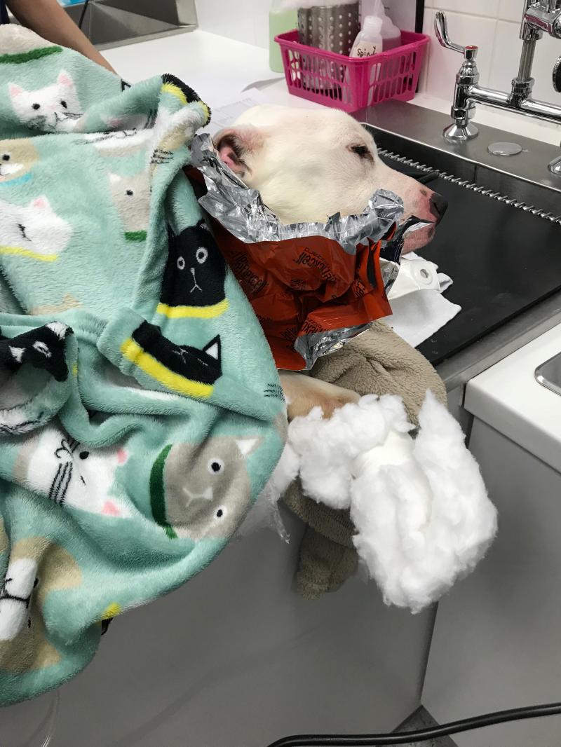 A fost nevoit să mănânce cioburi și baterii ca să supraviețuiască! Acum Walter este un cățel sănătos și plin de viață